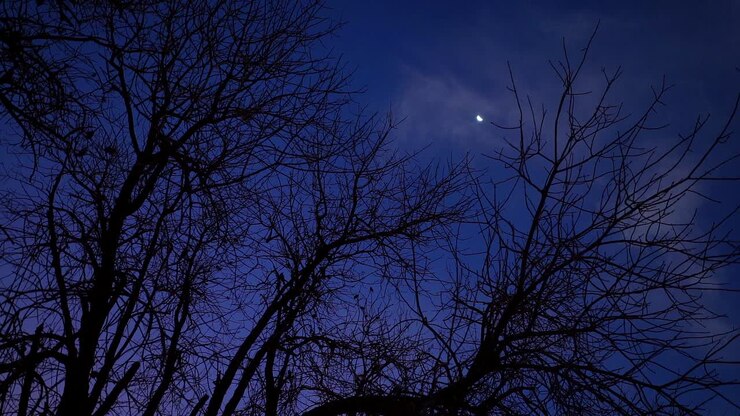 Vista rotante al rallentatore di rami d'albero e della luna al crepuscolo