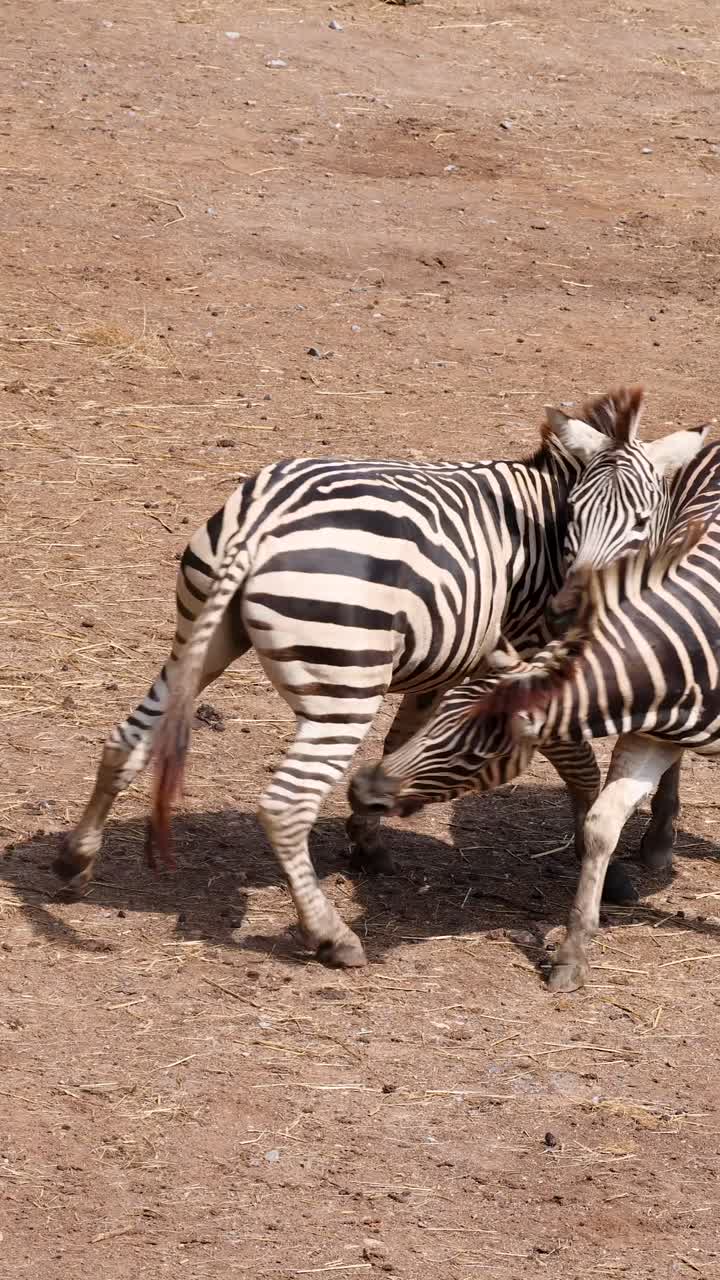 Due zebre delle pianure si scontrano giocosamente su un terreno di savana secco e soleggiato.