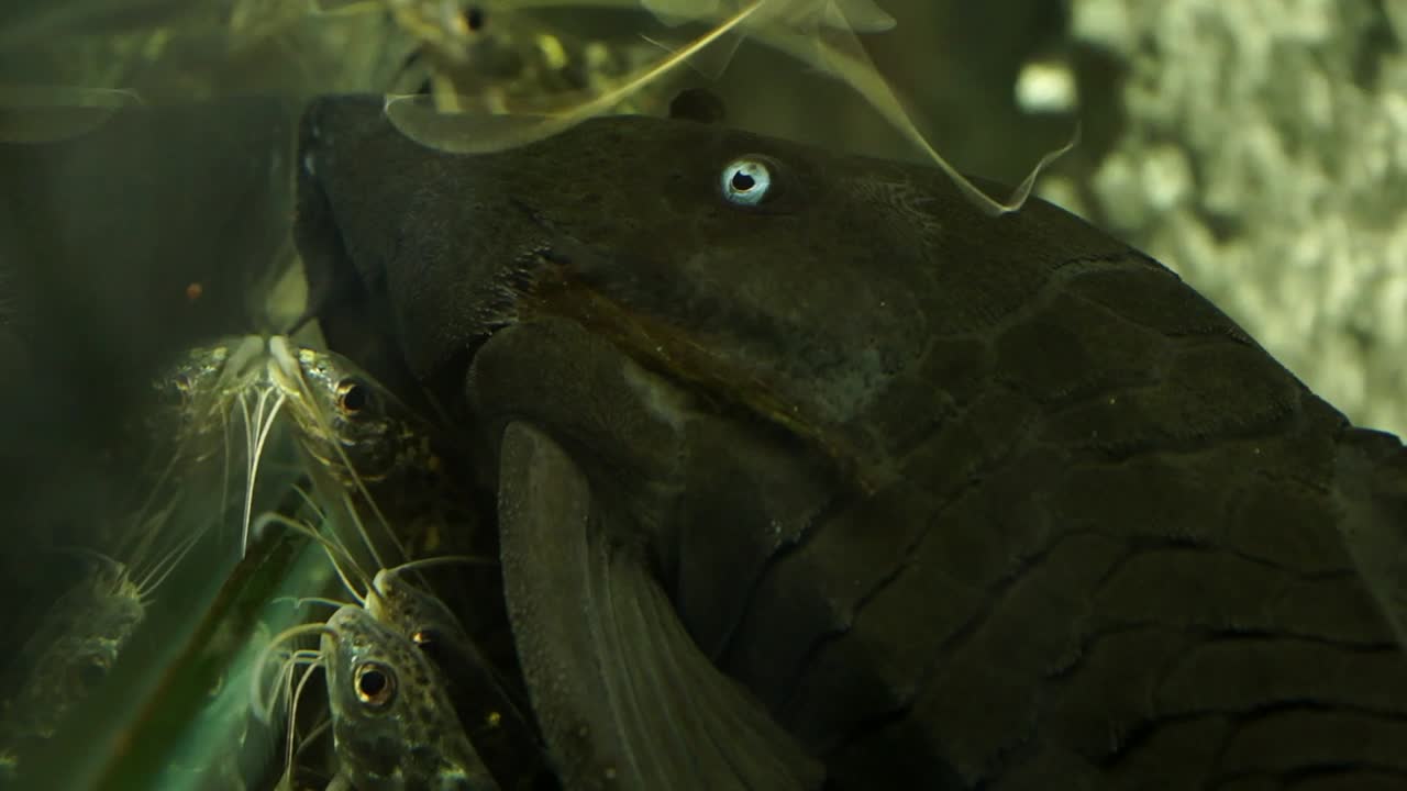 un primerísimo plano de la cara y los ojos de un bagre pleco suckermouth colombiano de ojos azules chupando en el lateral del cristal lateral de un acuario rodeado de bagres más pequeños
