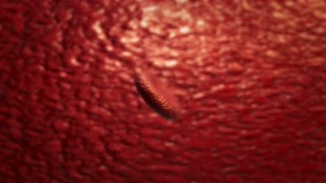 single red cell flowing through capillaries