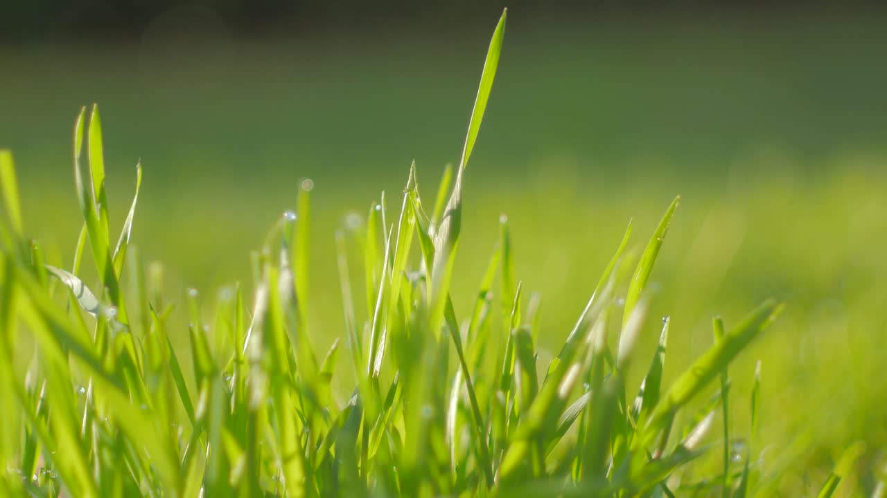 아침 이슬이 맺힌 잔디를 닫습니다. 4k 해상도