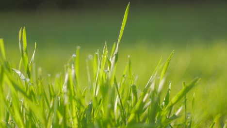 grass with morning dew close up. 4k resolution