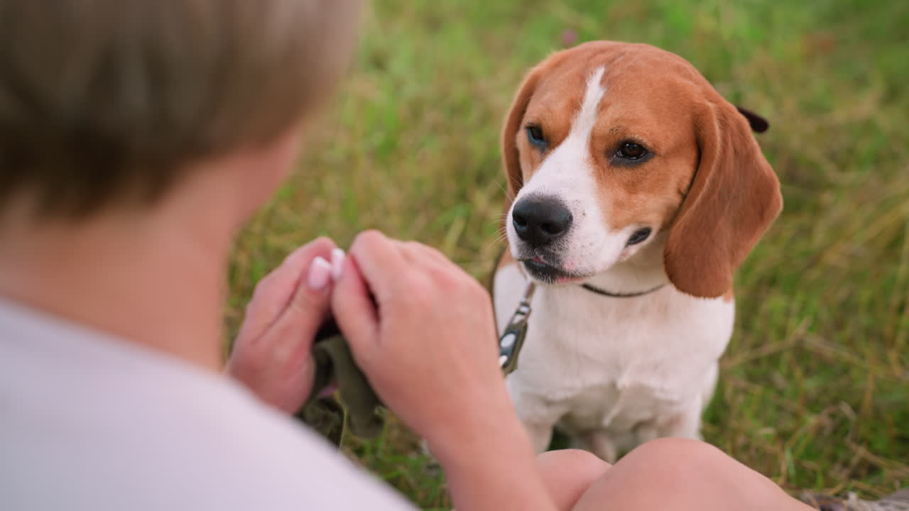 Dog licks nose while attentively watching owner with hand out as if offering food, person seated outdoors with dog leashed in grassy field, while another dog seat by her side in the grassy field