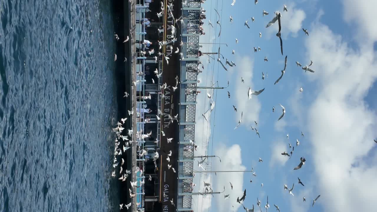 Seagulls Flying Around Galata Bridge