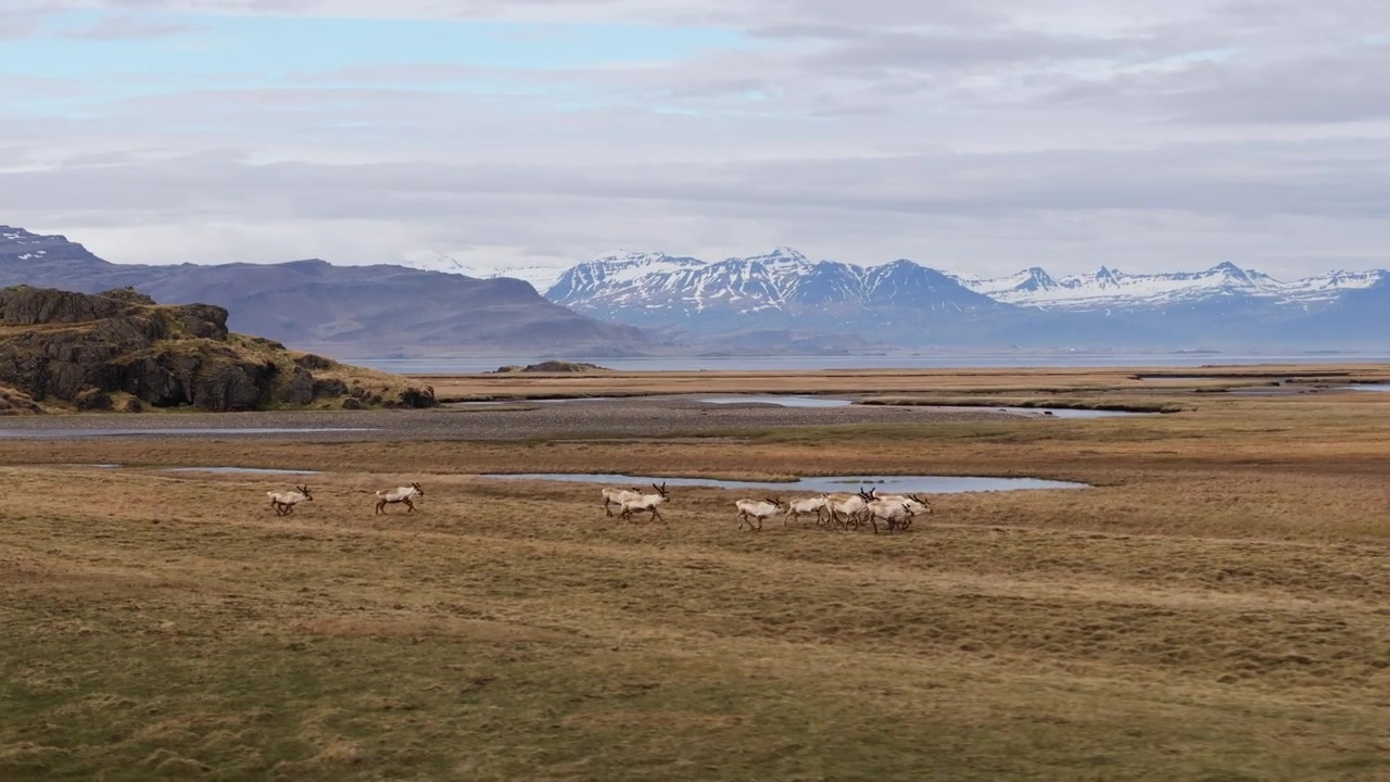 Flok rensdyr (karibu) løber over åben slette i islandsk landskab, luftfoto.
