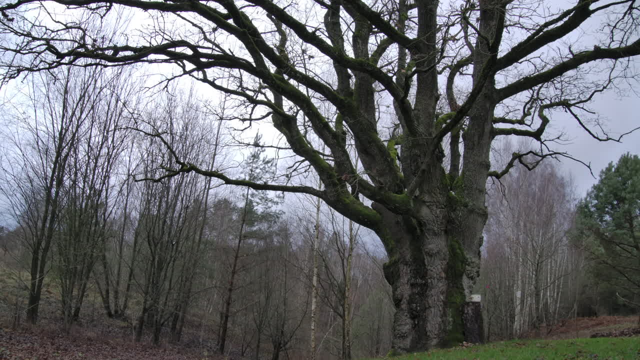 Old oak tree in a autumnal panorama