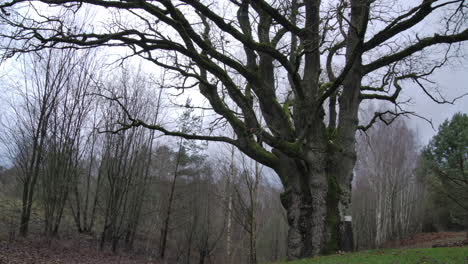 old oak tree in a autumnal panorama