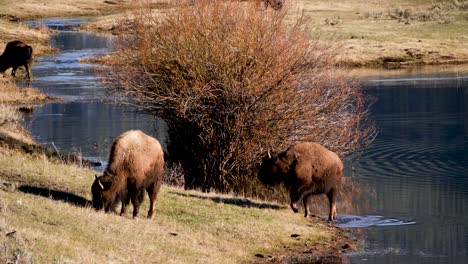 manada de bisontes pastando en el valle de lamar