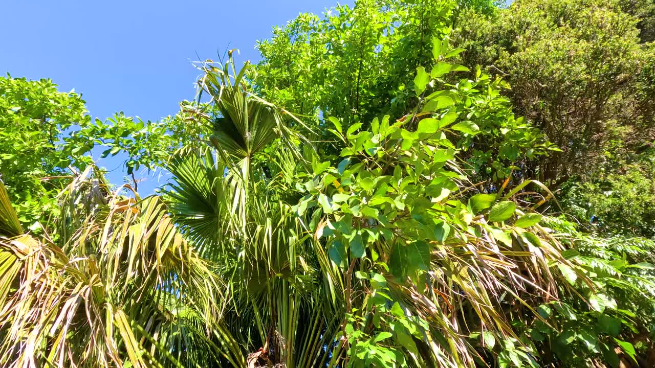 멜버른 동물원의 은 푸른 하늘 아래 활기찬 초록색과 나무가 부드럽게 흔들리고 있습니다.