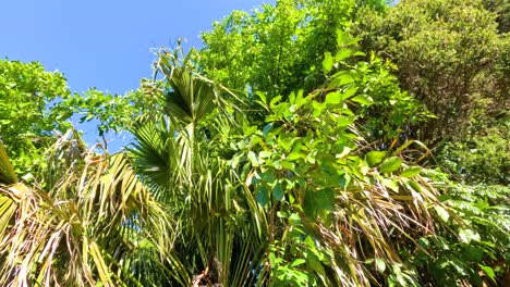 la vegetación vibrante y las palmeras se balancean suavemente bajo el cielo azul claro en el zoológico de melbourne, capturado en la luz del día brillante
