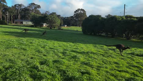 Happy-kangaroo-group-jumping-on-grass-field-at-sunset-time---aerial-tracking-slow-motion-shot