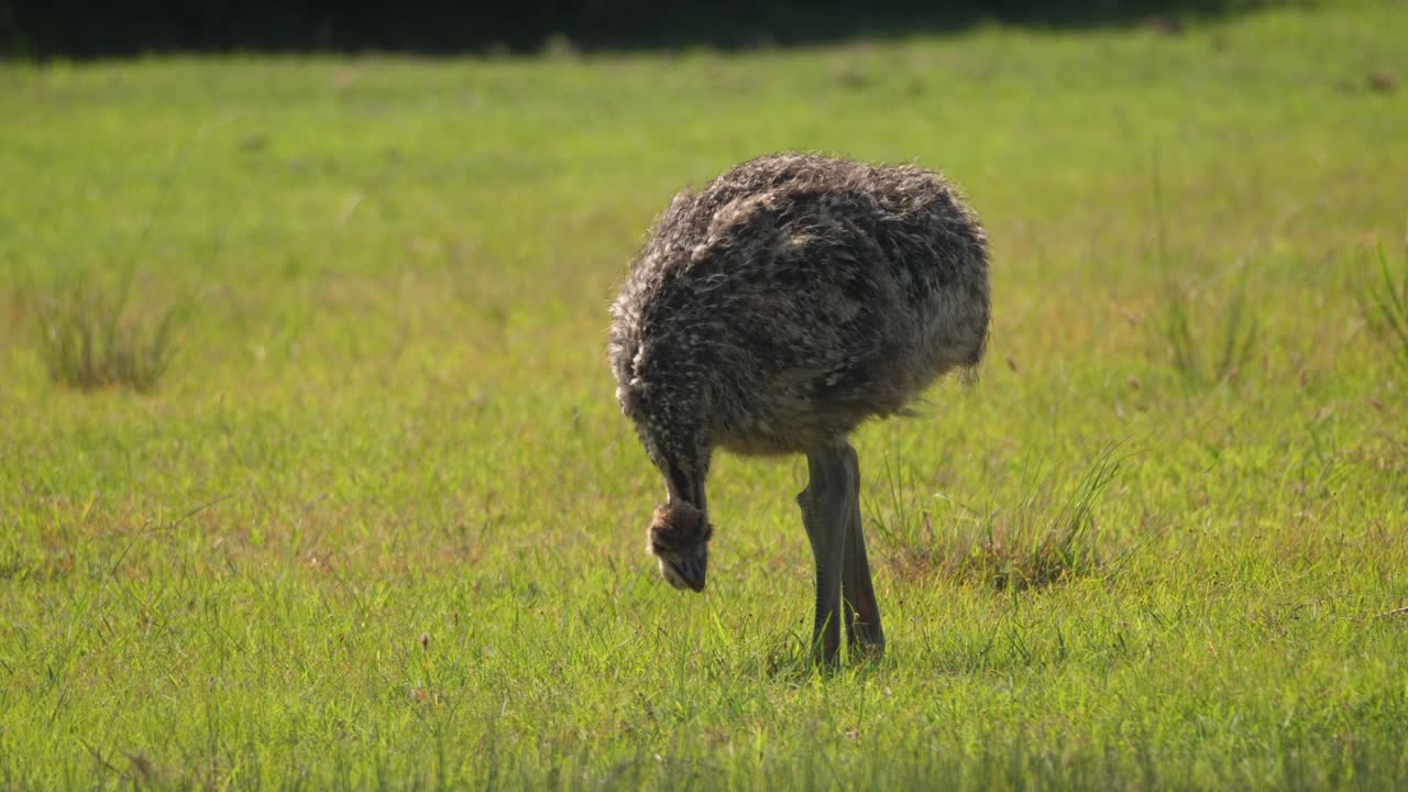 Anak burung unta berbulu mematuk biji-bijian di rumput, tampak samping