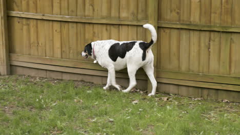 large white and black dog walking along wooden fence