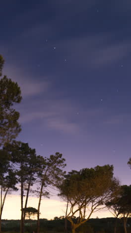 cielo nocturno sobre los árboles en vertical