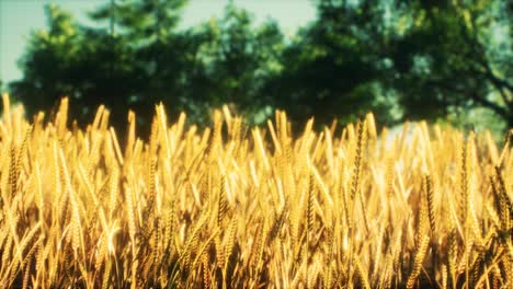 escena de puesta o salida del sol en el campo con centeno joven o trigo en el verano
