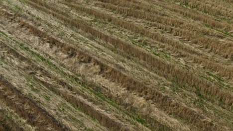 harvested field