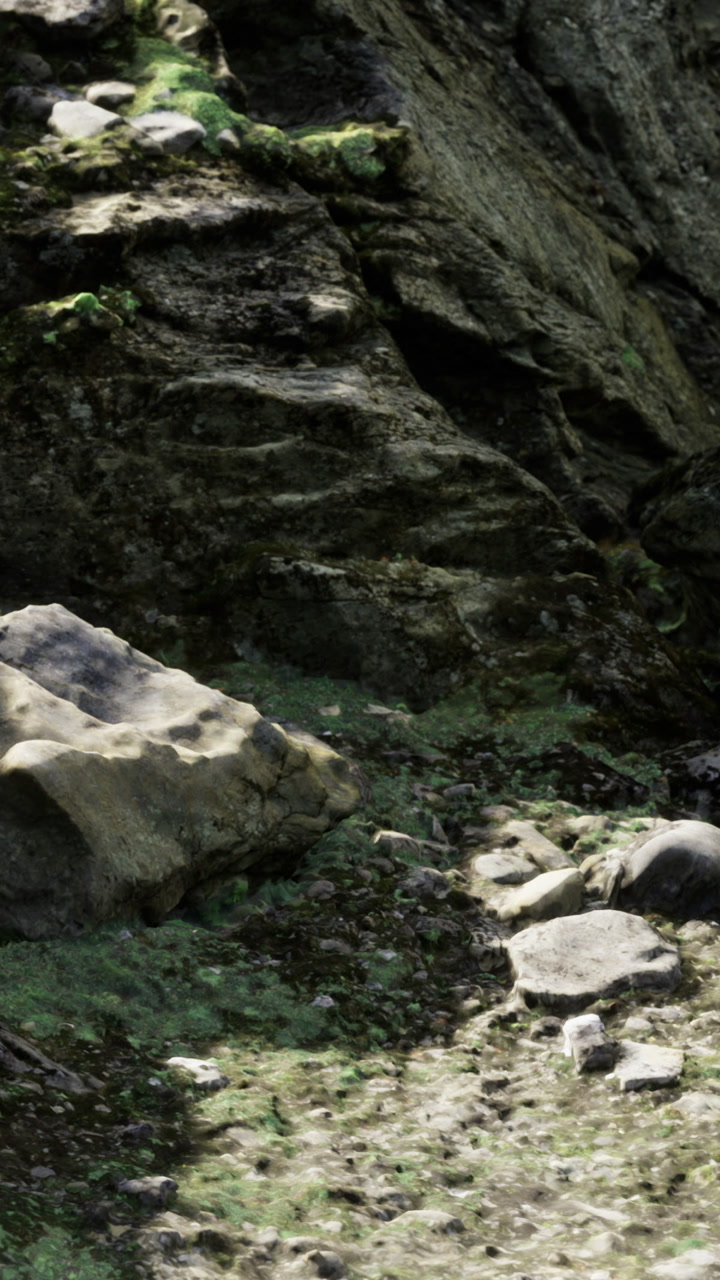 Rocky pathway through forest area during daylight with greenery on the ground