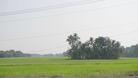 a field in kerala with an island of coconut and other trees in the middle with a haze in the sky in the midday heat and a person working in the field in the distance