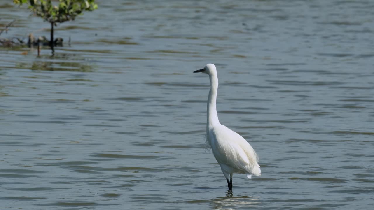 왼쪽을 바라보고 갑자기 검은 날개를 가진 스트가 그것을 때리는 것을 피하기 위해 오리, 중간 에그레트 아르데아 인터미디아, 태국