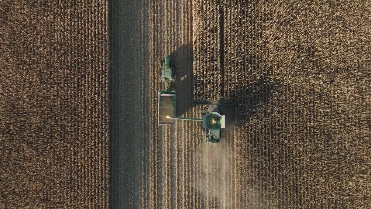 Riprese aeree con drone dall'alto di una mietitrebbia in azione, che raccoglie mais dorato e scarica in un carrello per cereali in un vasto campo rurale sotto cieli sereni