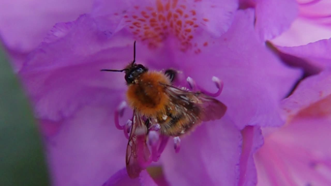 gran abejorro de tierra chupando el néctar de la flor rosa en flor
