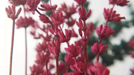 un primer plano de las flores secas de lavanda