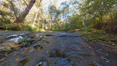forest creek morning sunlight - cine flight