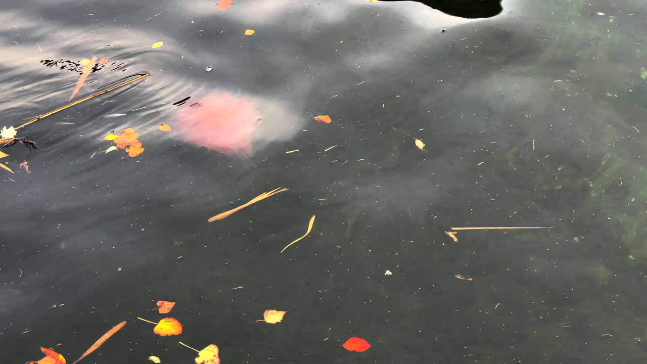 큰 붉은 불 해파리가 수면에서 헤엄친다