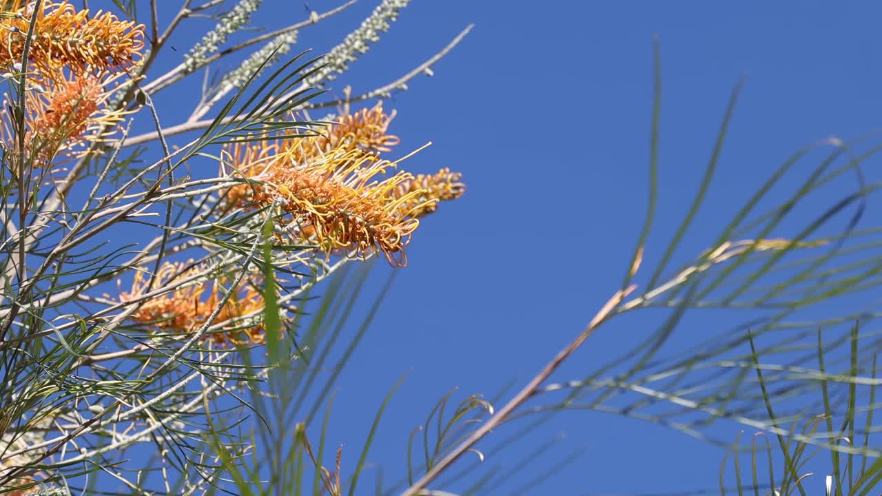 시아 꽃 은 은 파란 하늘 을 배경 으로