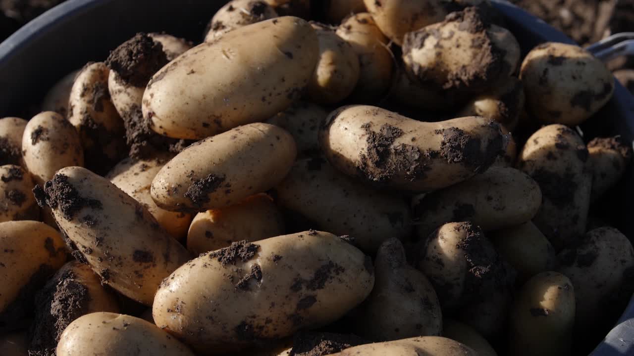Close-up of a full bin of potatoes, still dirty with soil, as a few more are tossed on top