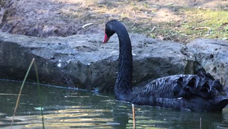 black swan swimming in a pond