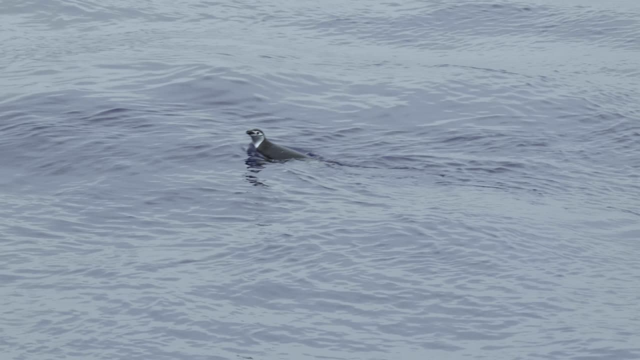 pingüino nadando en aguas tranquilas en 4k