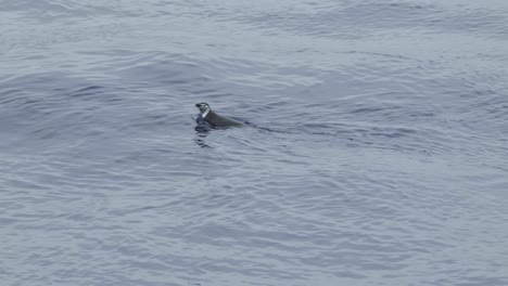 penguin swimming in calm water in 4k
