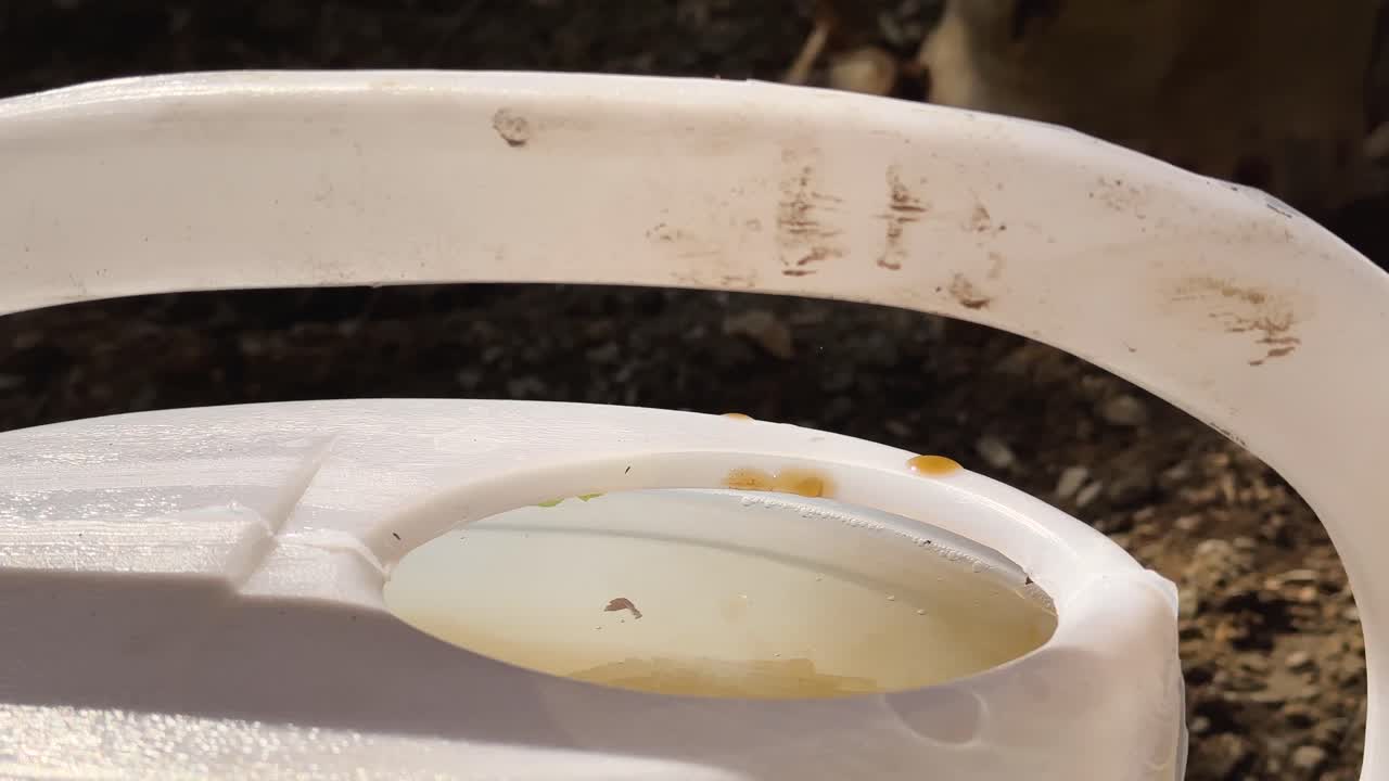 Traditional Iran agriculture farming activity Organic gardening care watering can liquid fertilizer Beautiful flower and tree growth in sunlight moisture scenic panoramic orchard irrigation system