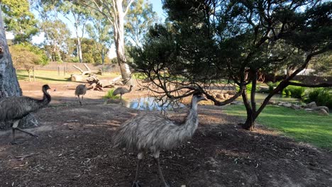 emus caminando alrededor de un árbol y un área de hierba