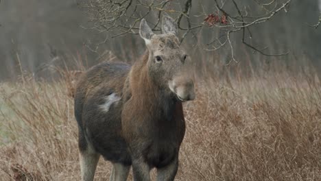 wild old elk moose female calm peaceful looking around in early spring evening dusk