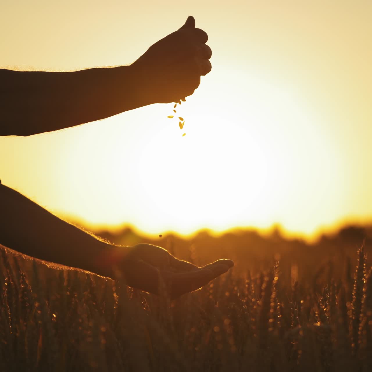 Seeds in man's hands at sunset. Farmer pouring out dry grains from one hand to another on the background of a setting sun in the field.