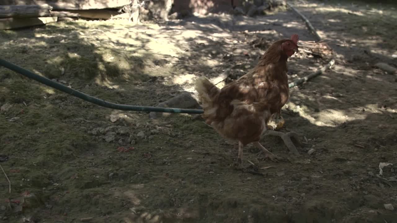 pollo caminando, en el sur de italia, agricultura