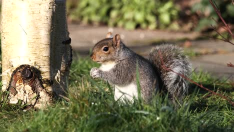 grey squirrel rodent animal feeding on ground by silver birch tree