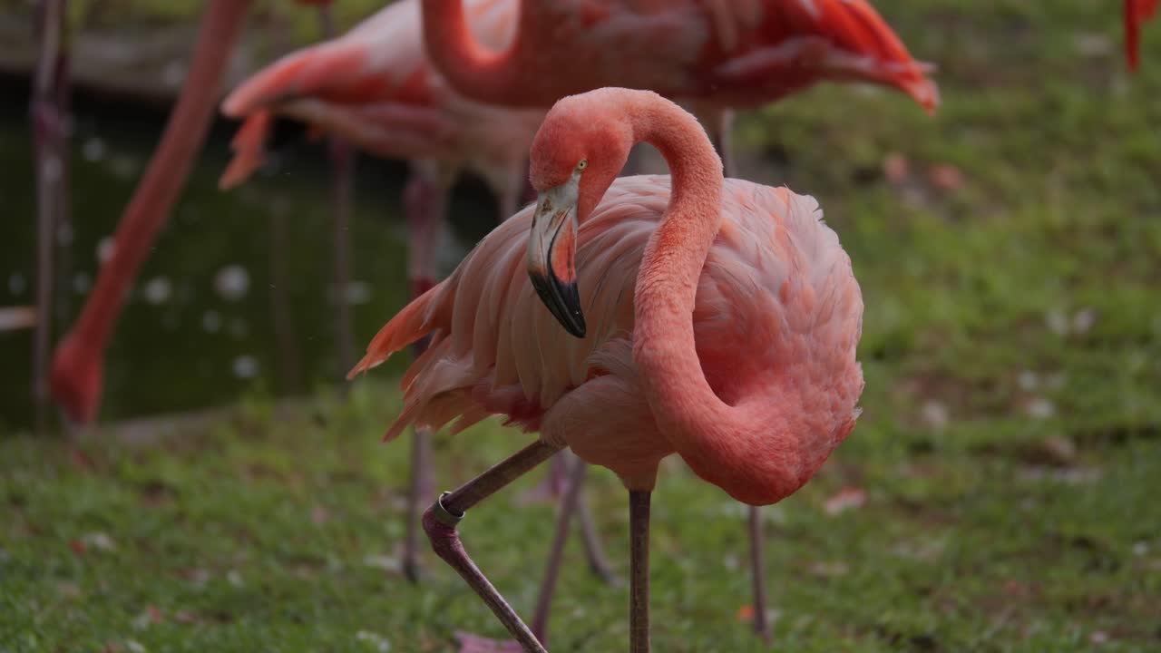 Detailed view of one resting flamingo