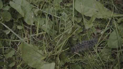 Gypsy-moth-caterpillar-crawling-among-grass-and-leaves,-handheld-close-up