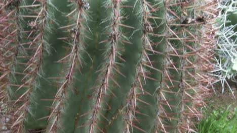 close up of a large type of ferocactus with pink flowers, slow tilt shot up