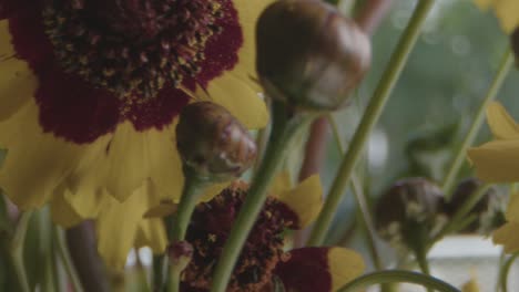 Golden-tickseed-flowers-spinning-around