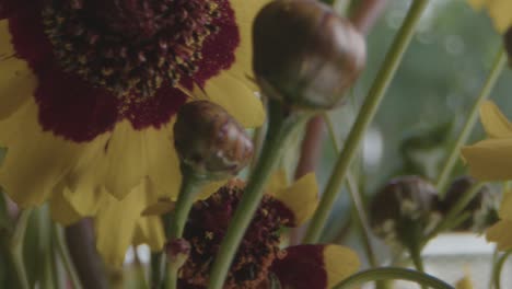 fleurs de graines de tiques dorées tournant autour