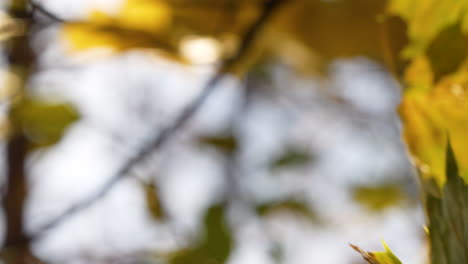 hojas de árbol en colores de otoño, fondo bokeh
