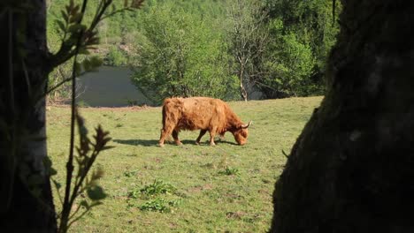 Ganado-De-Las-Tierras-Altas-En-Las-Montañas-De-Escocia