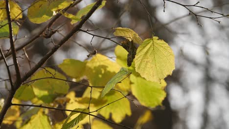 hojas en otoño iluminadas por el sol.