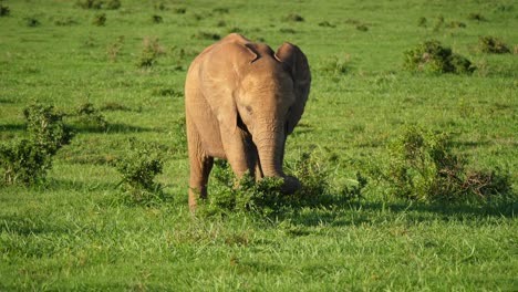 a cinematic shot of a young african elephant using its trunk to rip shrubs from the ground in order to feed