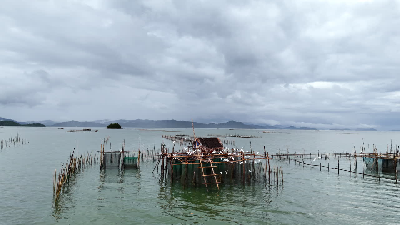 Cảnh quay drone tập trung vào những lồng bè nuôi cá nông nghiệp với đàn cò trắng đậu trên đó vào một ngày êm dịu, nhiều mây tại Malampaya Inner Sound.