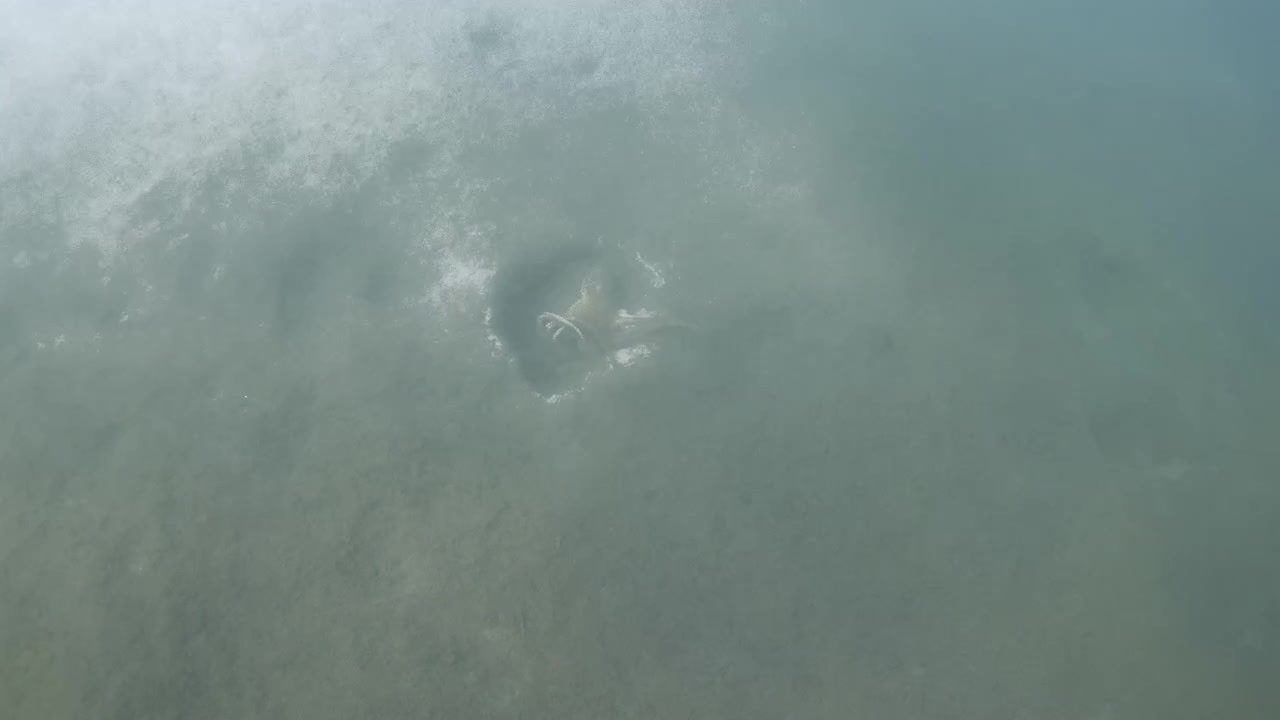 Octopus camouflaging in blurry deep sea water creating an enigmatic natural scene, showing marine life and habitat
